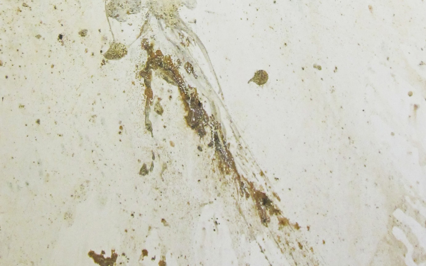 Bouquet sur fond blanc II